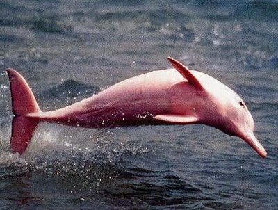 Boto Pink Dolphin 01