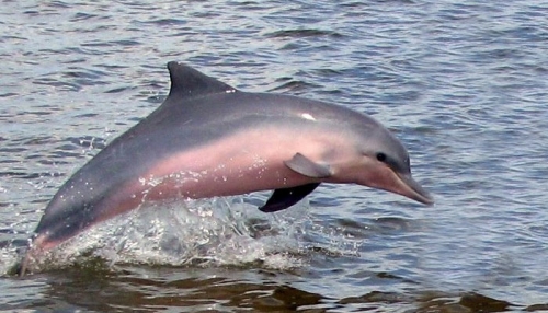 Boto Pink Dolphin 02