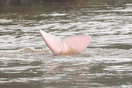 Boto Pink Dolphin 03