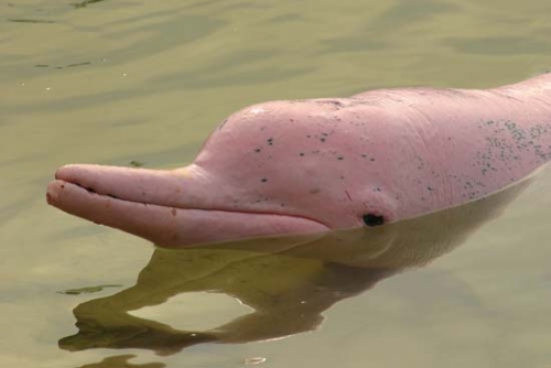 Boto Pink Dolphin 04