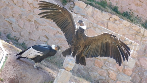Condor showing off - that's a 10ft wing span
