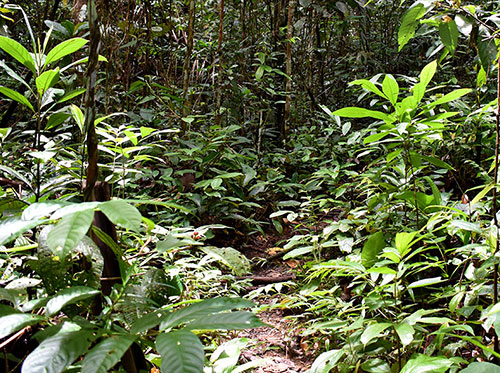 Jungle Trek 08