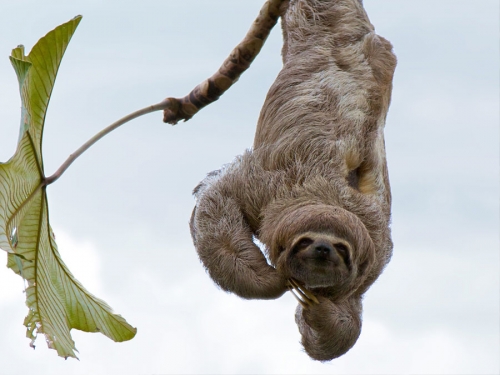 Wildlife 12 Three toed sloth