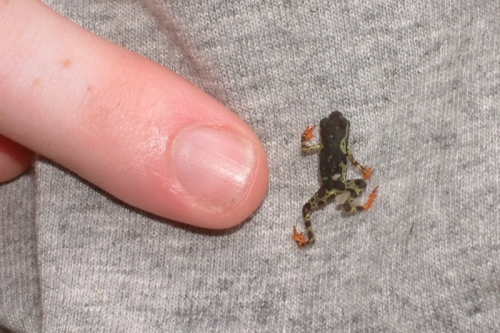 Wildlife 13 really small frog