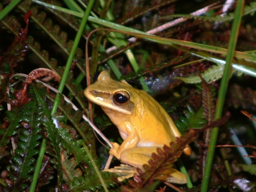 Wildlife 14 Frog at night