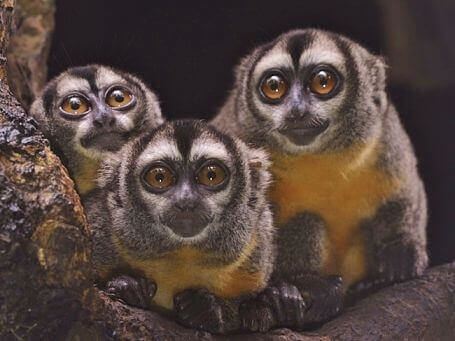 Wildlife 2 Owl Monkeys