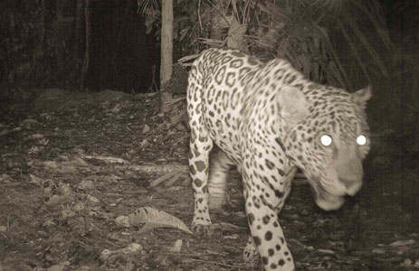 Wildlife 4 Jaguar