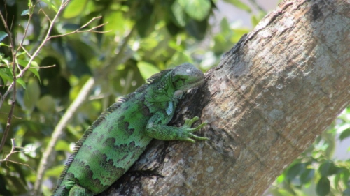 Wildlife 9 Green Iguana