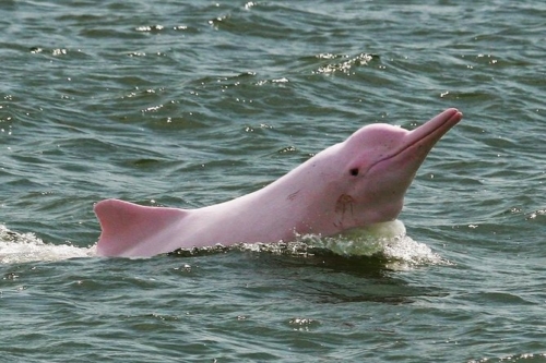 5 Tahuayo Pink Dolphin2
