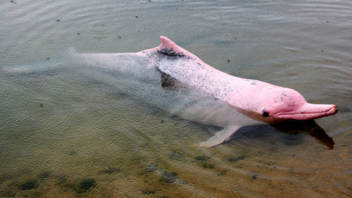 5 Tahuayo Pink Dolphin
