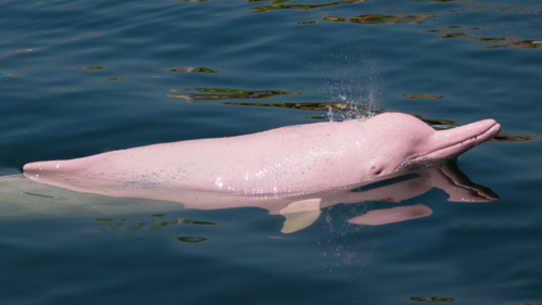 5 Tahuayo Pink Dolphin3