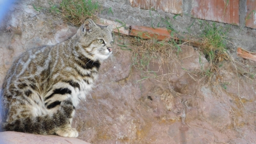 Abused Andean Mountain Cat enjoying new home