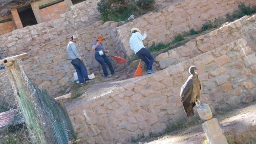 Condor supervising