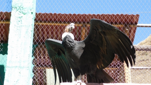 Condor shows off impressive wings